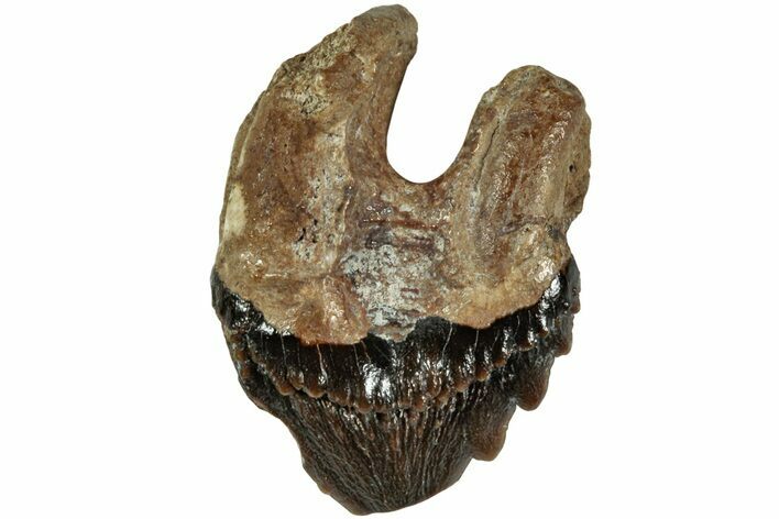 Xenorophid Dolphin (Echovenator) Tooth - South Carolina #232238